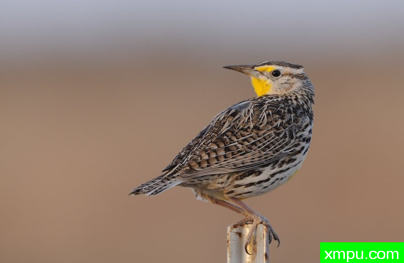 黄喉---摄影师：巴里河伯德摄影