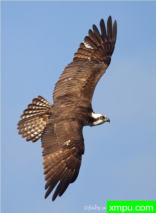 鱼鹰背面观--摄影师：法比奥拉Forns[美国]