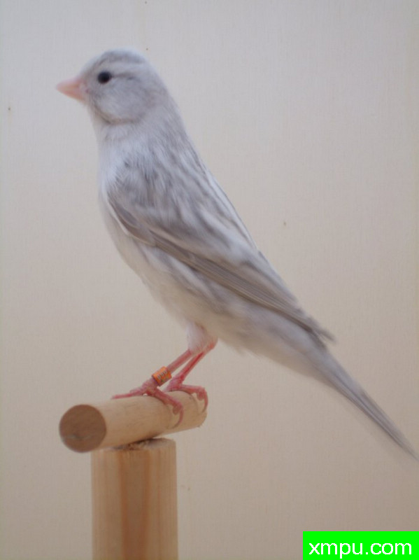 金丝雀-2011年[品种：灰蛇纹]---著名摄影师： trainer92 摄影[比