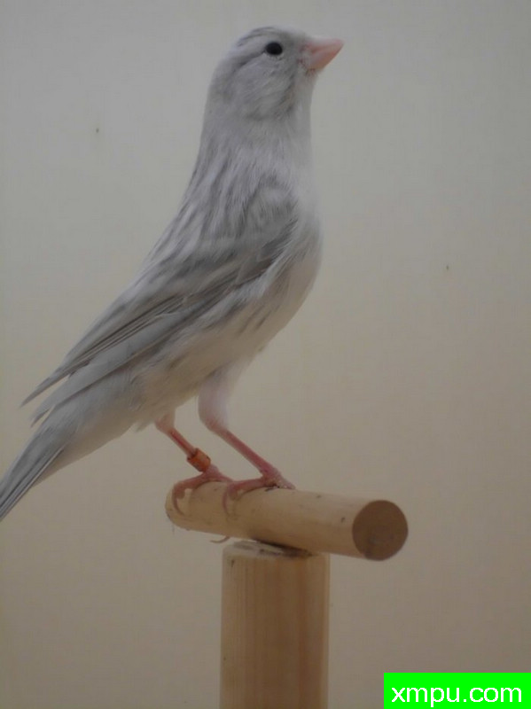 金丝雀-2011年[品种：灰蛇纹]---著名摄影师： trainer92 摄影[比