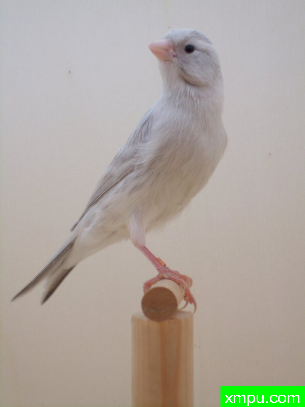 金丝雀-2011年[品种：灰蛇纹]---著名摄影师： trainer92 摄影[比