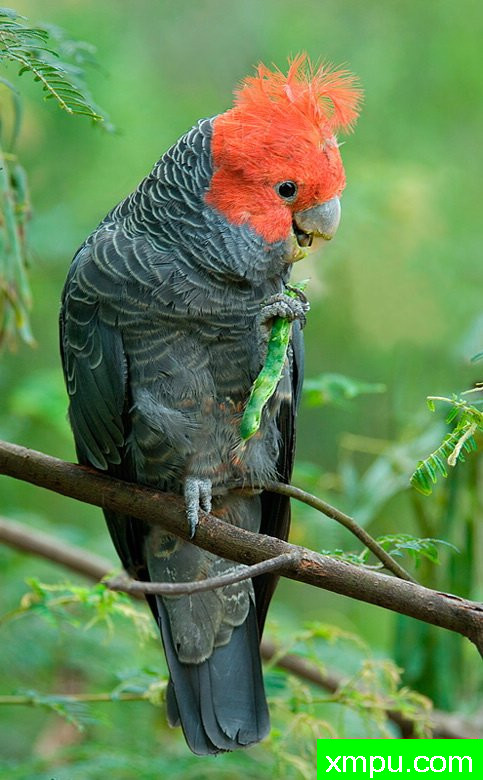 刚刚科克卡鹦鹉--著名荒野摄影师：杰拉德摄影
