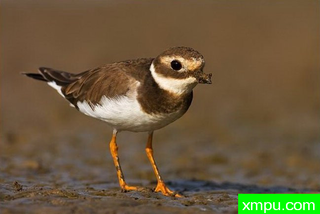 环斑鸻---野生动物摄影：丹尼拉雷多