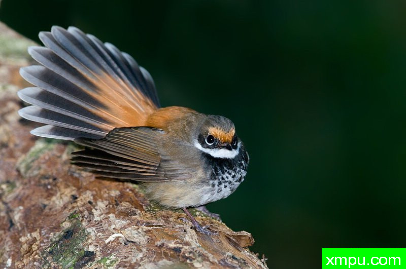 棕扇尾[澳大利亚]--摄影师：杰拉德Satherley摄影