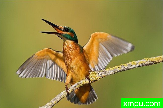 普通翠鸟--野生动物摄影师：丹尼拉雷多摄影