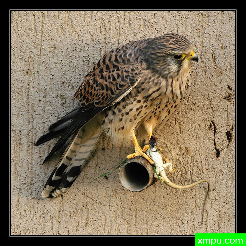 猎鹰---摄影师： Giangiorgio Crisponi摄影