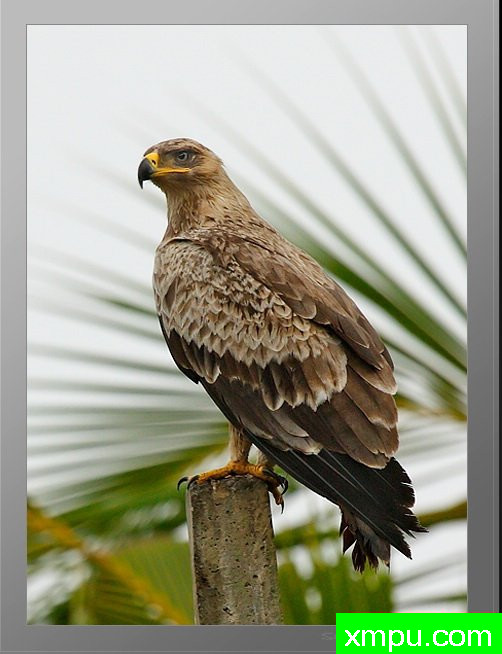 鹰杆位[托尼伊格尔 - 阿奎拉rapax印度] --摄影师：迈索尔摄影