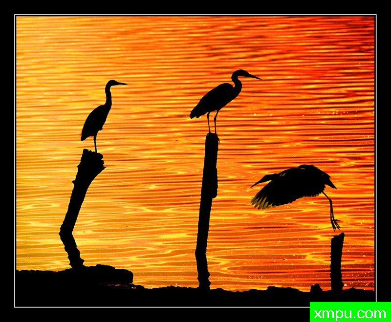 苍鹭[撒丁岛] ---摄影师： Giangiorgio Crisponi摄影