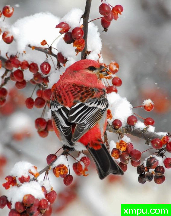 松树格罗斯比克 --摄影师：彼得伊瓦诺斯基摄影
