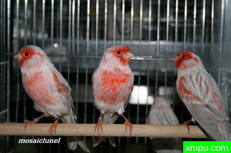 金丝雀2011年新品[品种：红点蛇纹 ]---著名摄影师： mosaiclunel