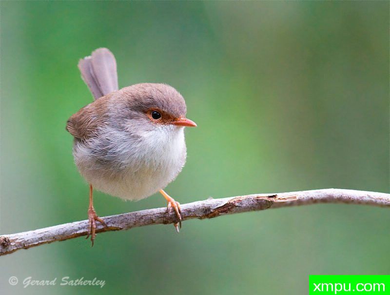 精湛的童话雷恩--著名荒野摄影师：杰拉德摄影