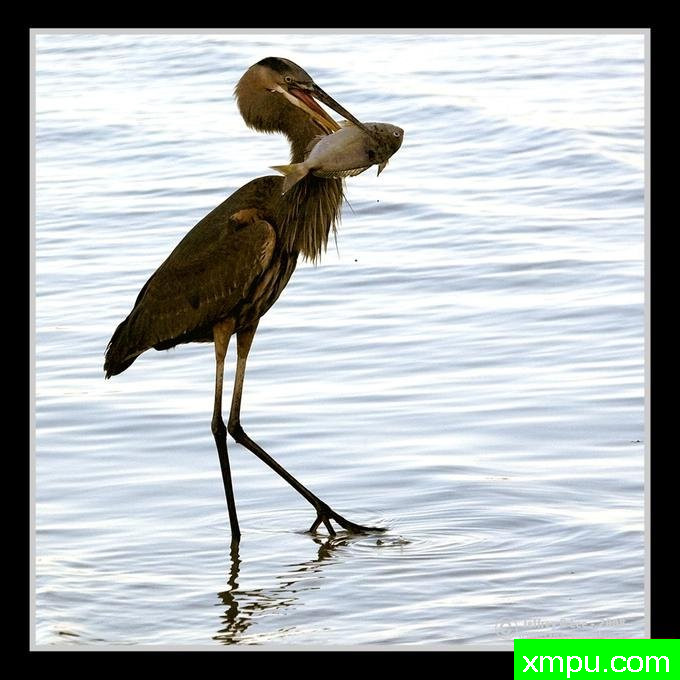 饥饿的苍鹭---摄影师： 杰弗里李摄影