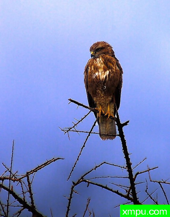 鹰 [坦桑尼亚 ]--摄影师：李玛诺卡斯特罗诺沃摄影[意大利]