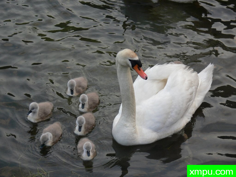 妈妈cigno瑰比比-- 荒野摄影师：詹尼Spini摄影