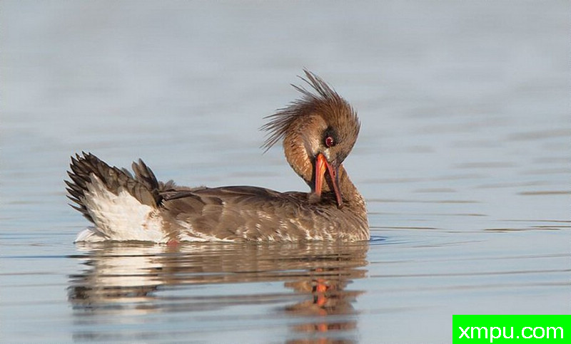 挠痒痒---著名摄影师：罗尔夫Hicker。自然摄影[美国]