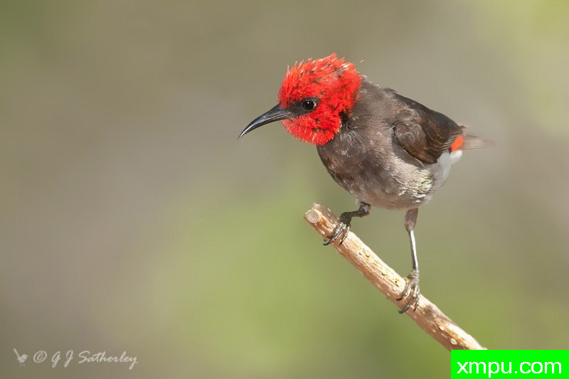 红头哈尼伊特尔--著名荒野摄影师：杰拉德摄影