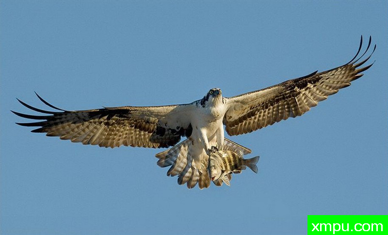 鱼鹰的战果---著名摄影师：罗尔夫Hicker。自然摄影[美国]