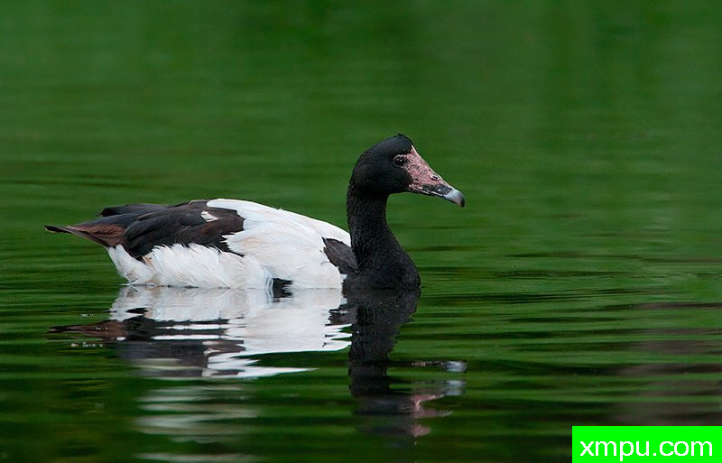 鹊鹅--著名荒野摄影师：杰拉德摄影