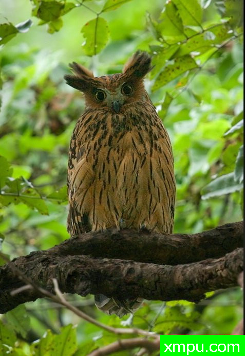 黄鱼鸮[印度]--摄影师：S达斯摄影