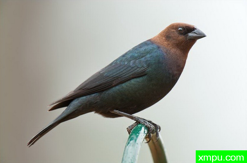 棕头鸟--著名摄影师：大卫考特尼摄影