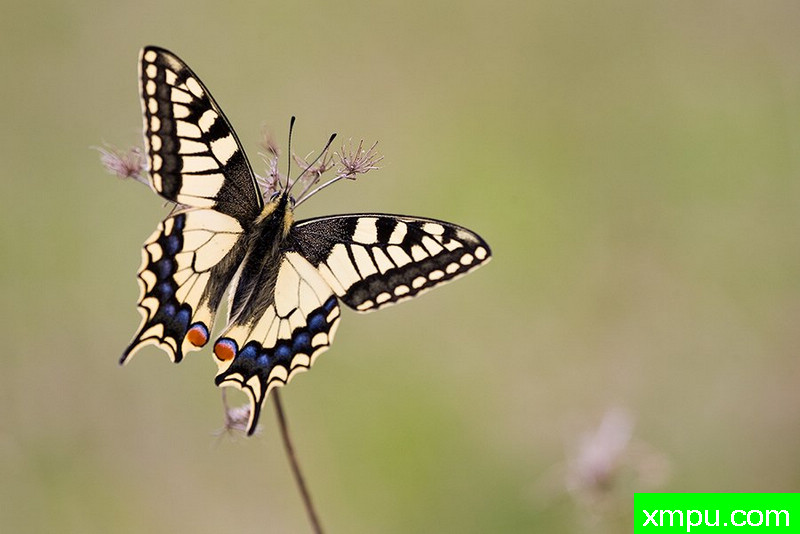 托普维尤 --著名摄影师： 斯蒂芬的AMM摄影