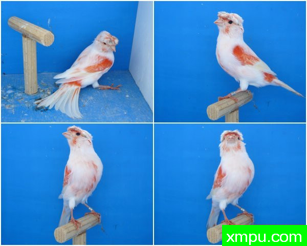 金丝雀2011年新品[品种：红花凤]---著名摄影师： lipomosaique88