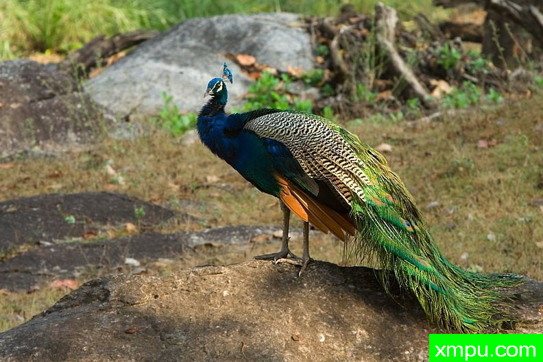 印度孔雀[ 帕夫cristatus] - 干哈国民党[印度]