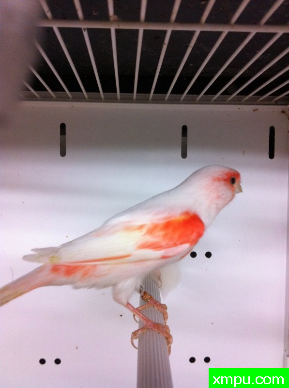 金丝雀2011年新品[品种：红点袖 ]---著名摄影师：torradomosaico