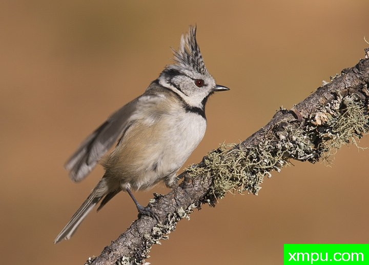 山雀--著名摄影师：费尼斯摄影