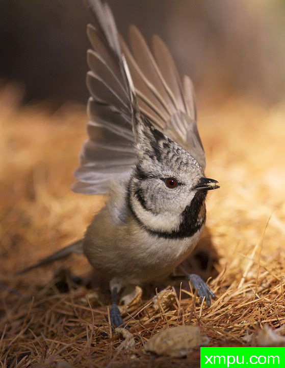 山雀--著名摄影师：费尼斯摄影