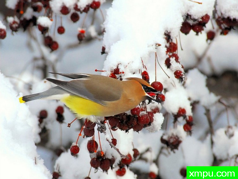太平鸟 --著名鸟类摄影师：彼得伊瓦诺斯基摄影