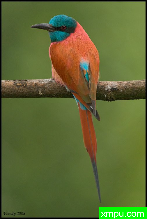胭脂红蜂鸟---著名摄影师：温迪德角摄影