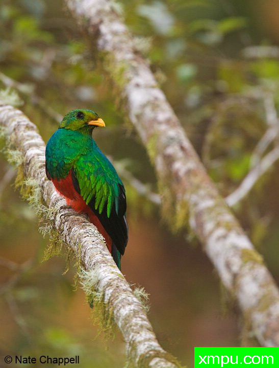 金头奎茨尔---著名的户外和自然摄影家：内特察佩尔摄影