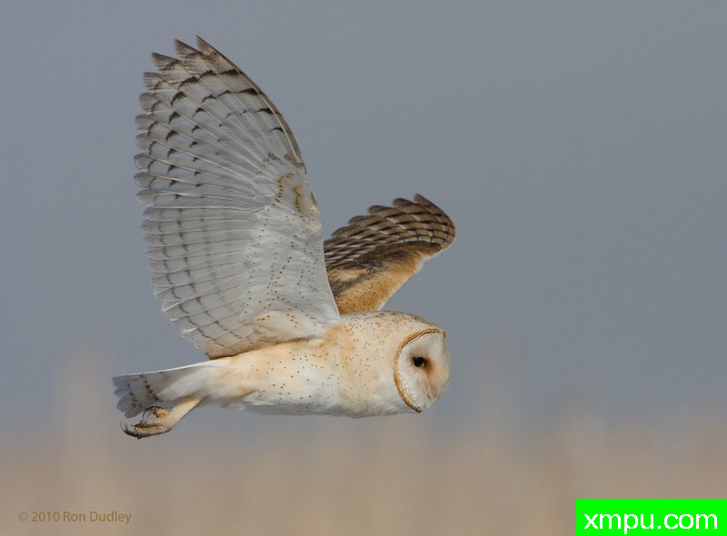 巴恩奥尔  --摄影师：罗恩杜德利摄影[美国]