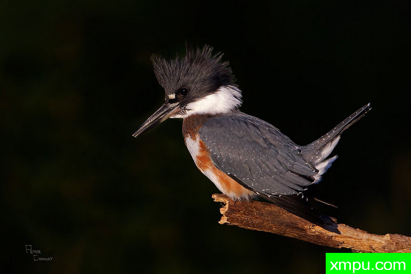 早上第一缕曙光照亮了翠鸟--著名摄影师：彼得康威摄影