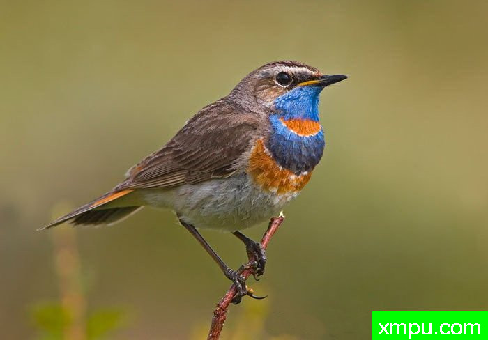 蓝点颏[帕米尔高原]