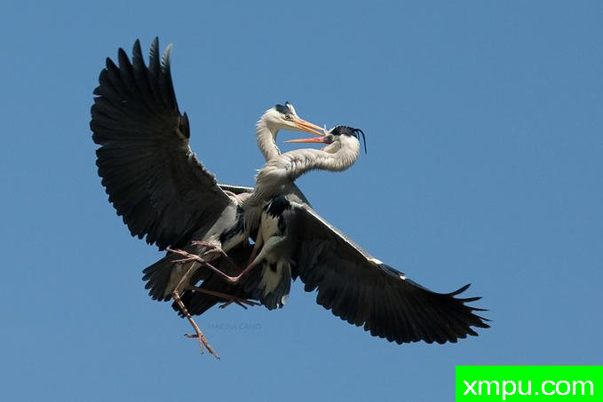 超高速运动--著名自然摄影师：匡卡诺摄影