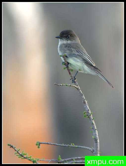 东菲比--摄影师：罗尼加伯特摄影