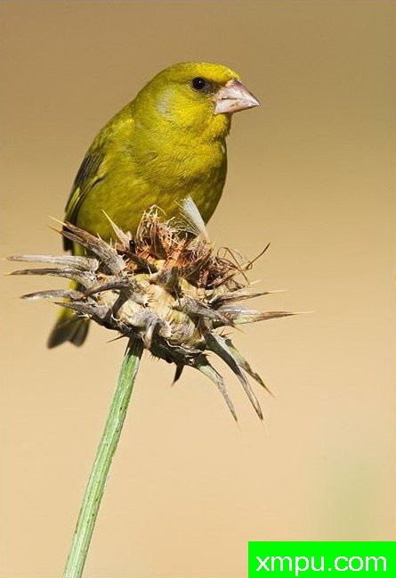 格林芬奇--野生动物摄影师：丹尼拉雷多摄影
