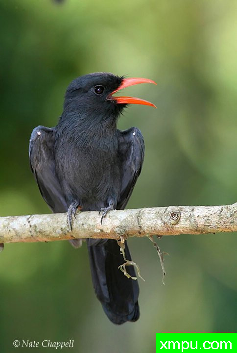 门前黑 ---著名的户外和自然摄影家：内特察佩尔摄影
