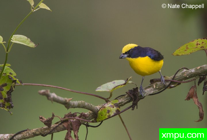 厚嘴Euphonia黄胸---著名的户外和自然摄影家内特察佩尔摄影