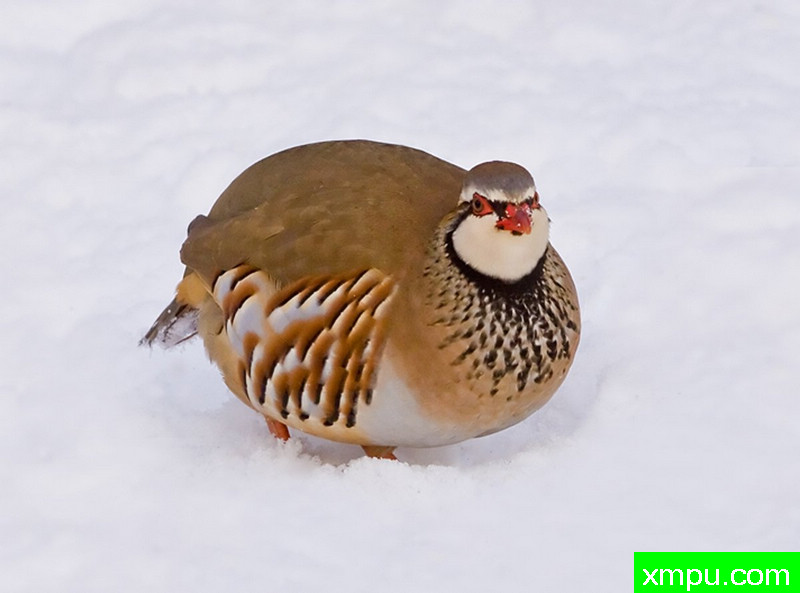 红腿鹧鸪[英国苏格兰边境 ] --摄影师：罗恩麦库姆摄影