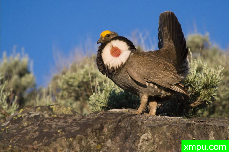 发威--著名自然摄影师：肯阿彻摄影
