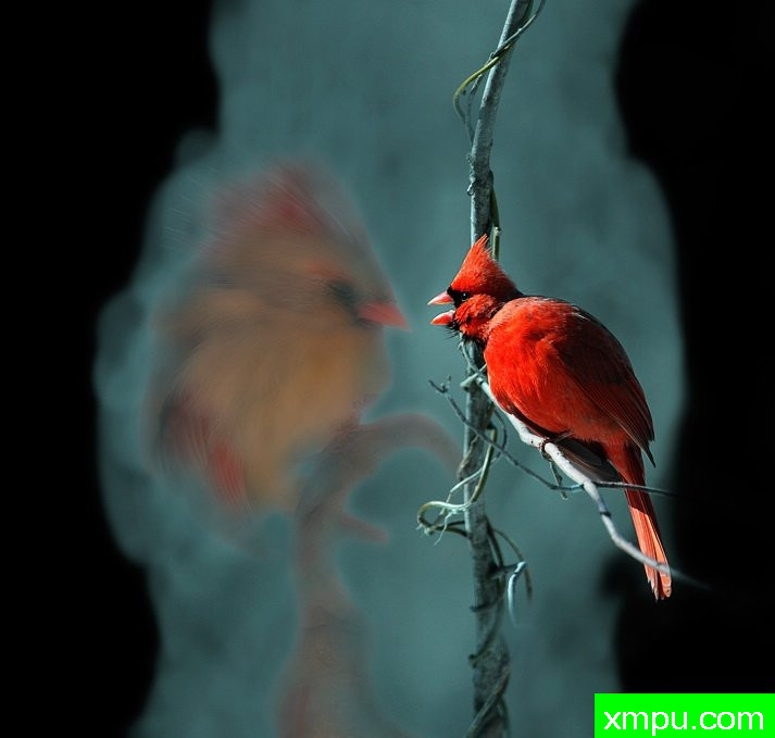 梦中情人--著名摄影师：Mike加洛摄影[美国]