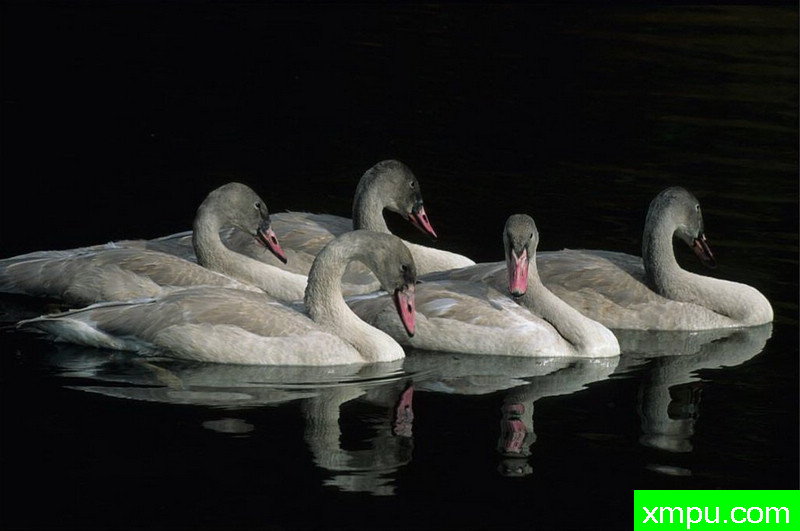 休息--著名自然摄影师：肯阿彻摄影