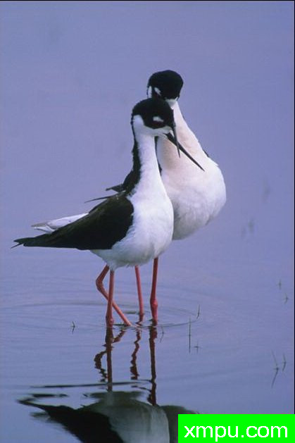 亲--著名自然摄影师：肯阿彻摄影