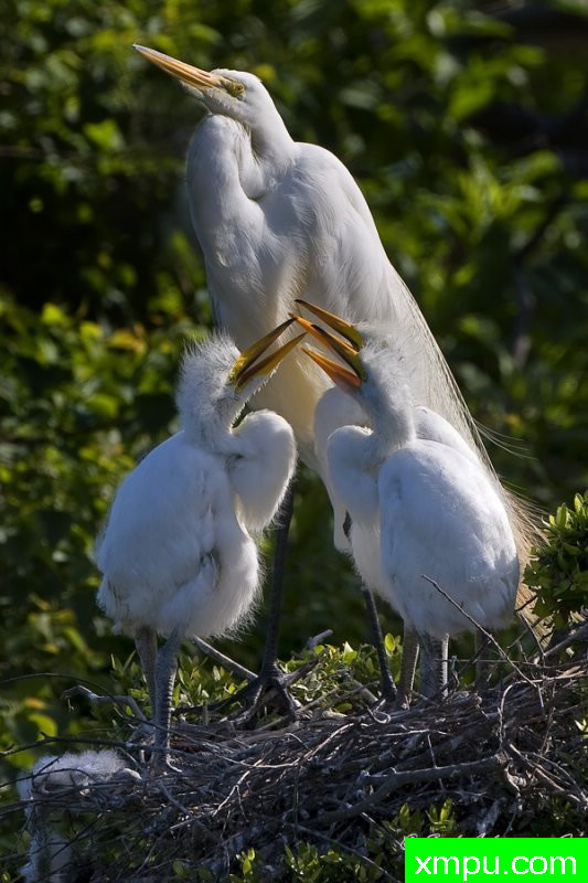 “请妈妈”  ---著名摄影师：归厄尔Arboneaux摄影[美国]