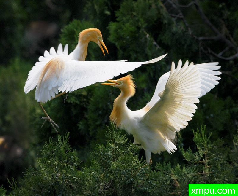 等你好久了---摄影师：陈林峰摄影