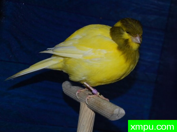 金丝雀-杂花法夫[品种： 法夫]---著名摄影师： bertrand62630 摄