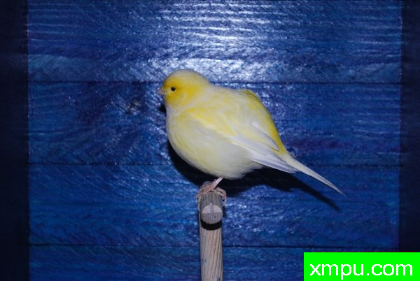 金丝雀-杂花法夫[品种： 法夫]---著名摄影师： bertrand62630 摄